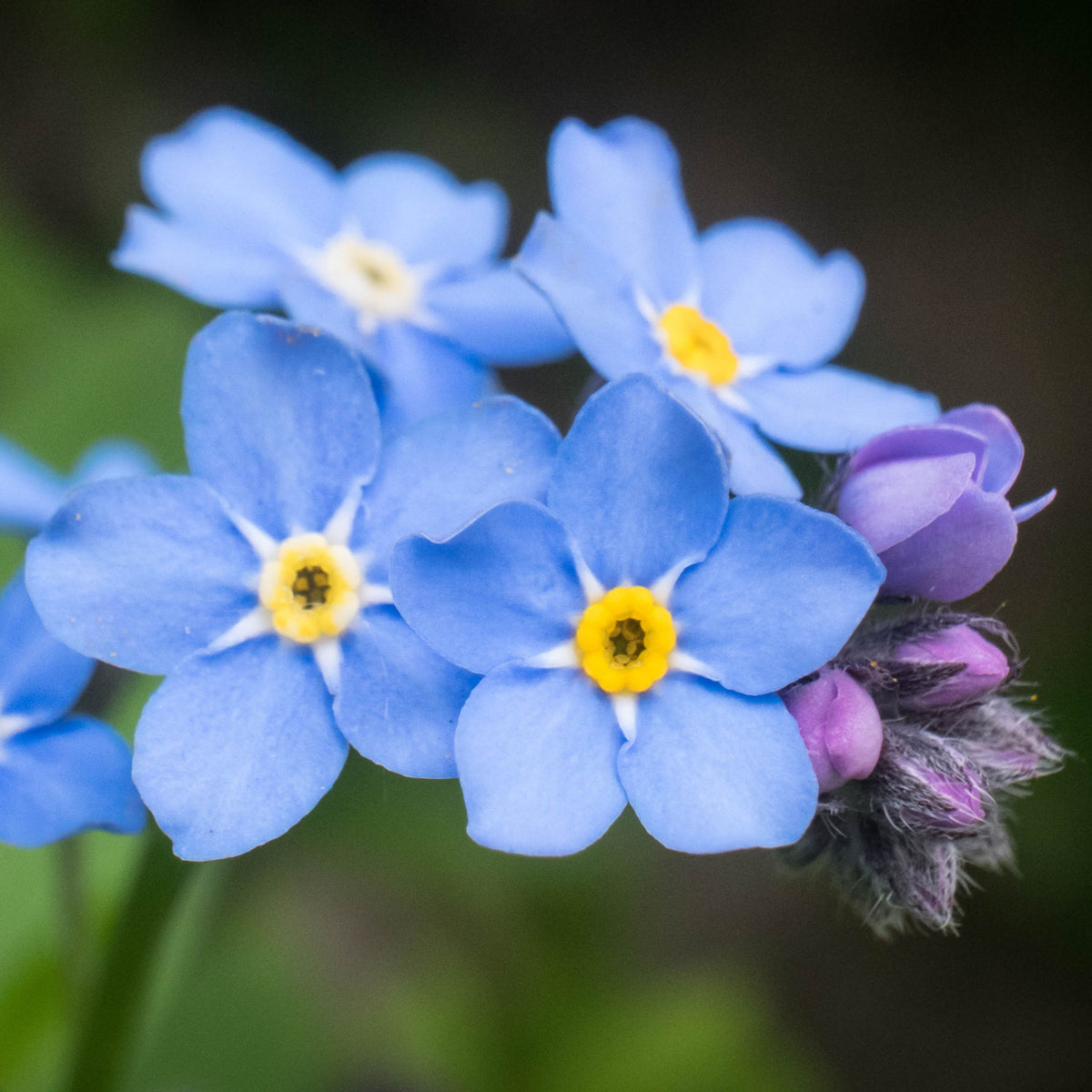 Myosotis Alpestris 'Carmine King' Seeds