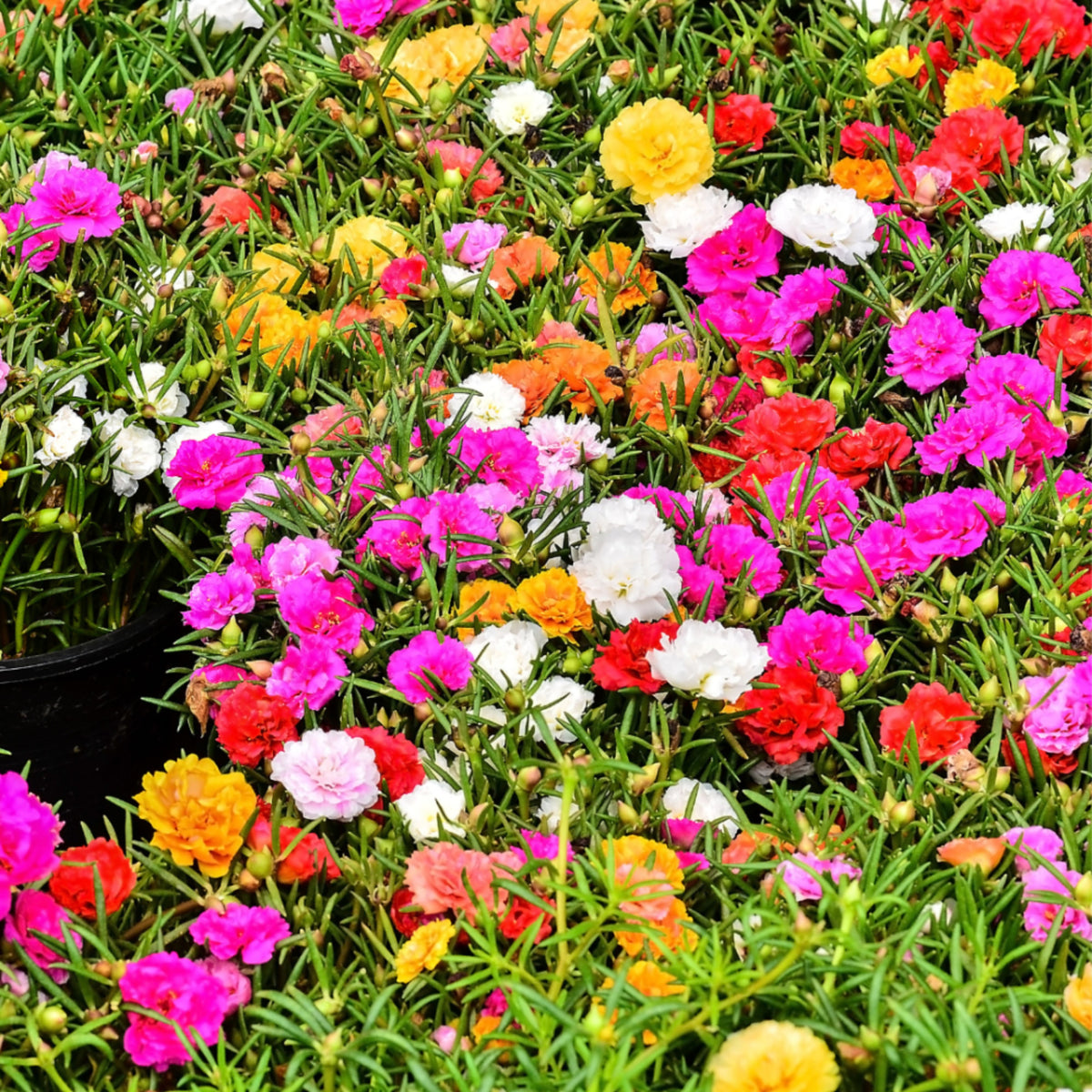 Moss Rose 'Happy Hour' Seeds - Moss Rose Seeds, 30 seeds