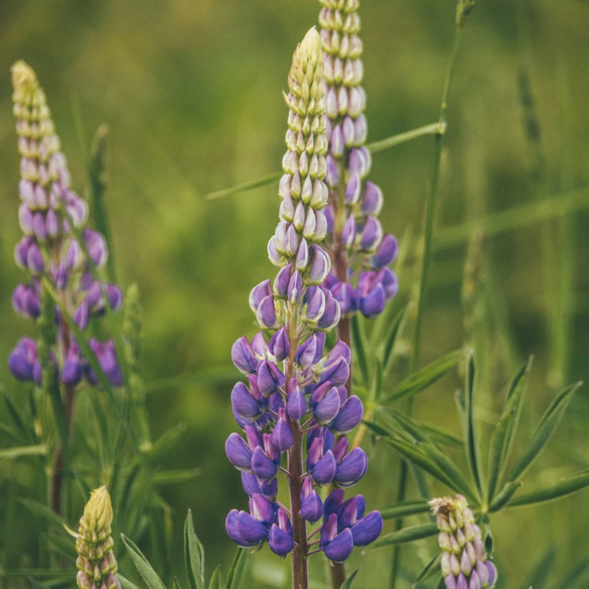 Masterpiece Lupine (Lupinus ‘Masterpiece’) Seeds - Lupine Seeds