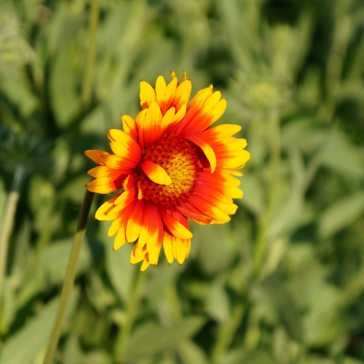 Gaillardia Pulchella 'Indian Blanket Seeds - Blanket Flower, 20 seeds