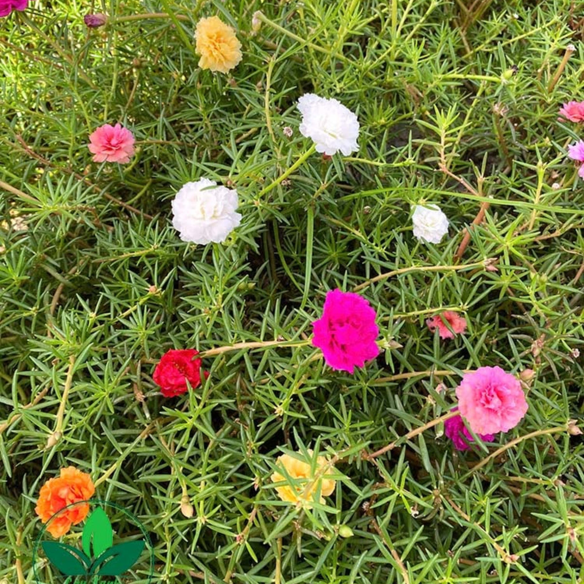 Moss Rose 'Happy Hour' Seeds - Moss Rose Seeds, 30 seeds