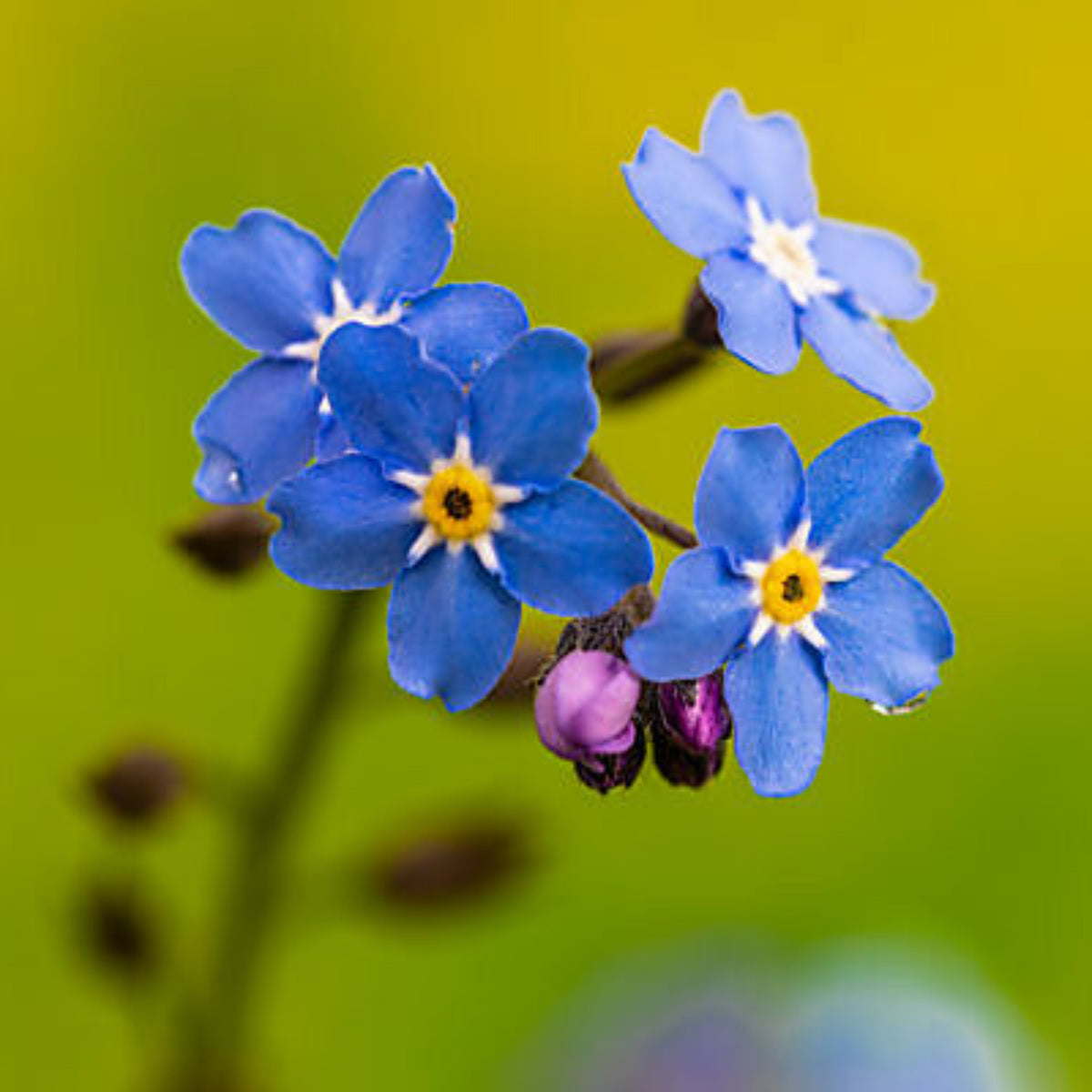 Myosotis Alpestris 'Blue Ball' Seeds