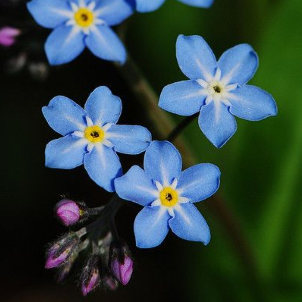 Myosotis Arvensis (Field Forget-Me-Not) Seeds - Bee Friendly
