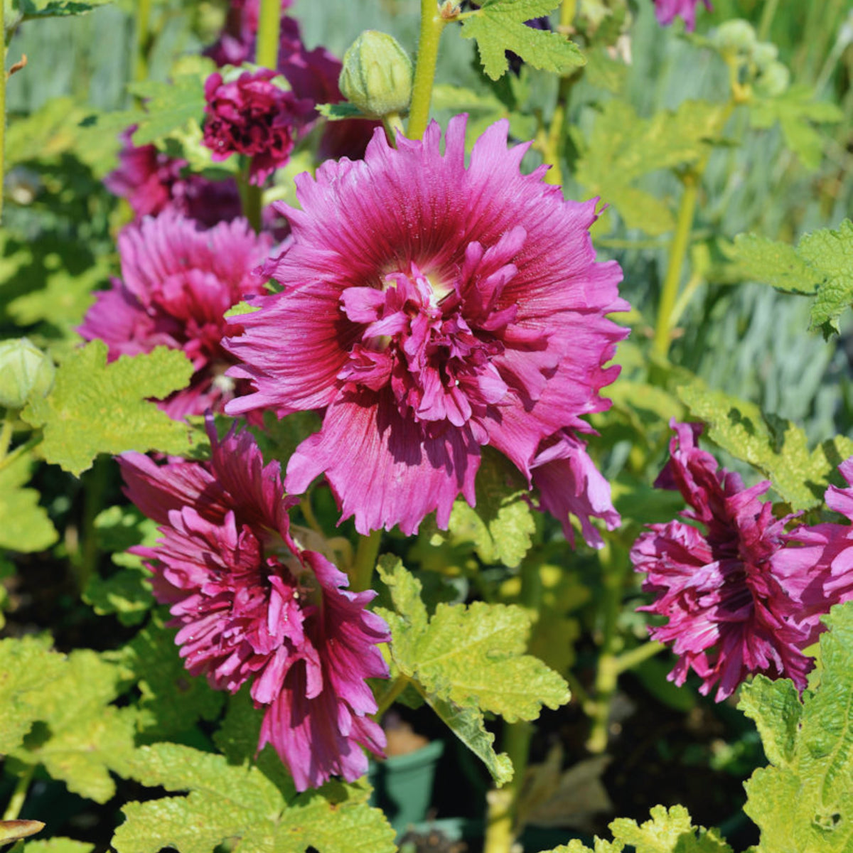 Queeny Purple Hollyhock Seeds - Alcea Rosea Seeds, 20 seeds