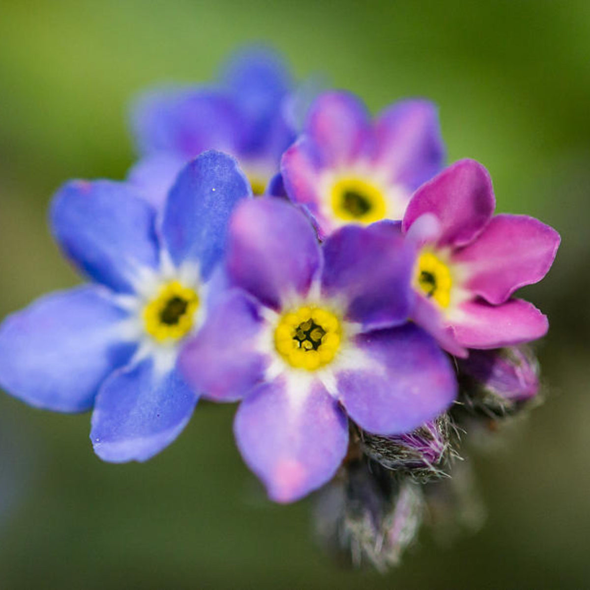 Myosotis Alpestris 'Carmine King' Seeds