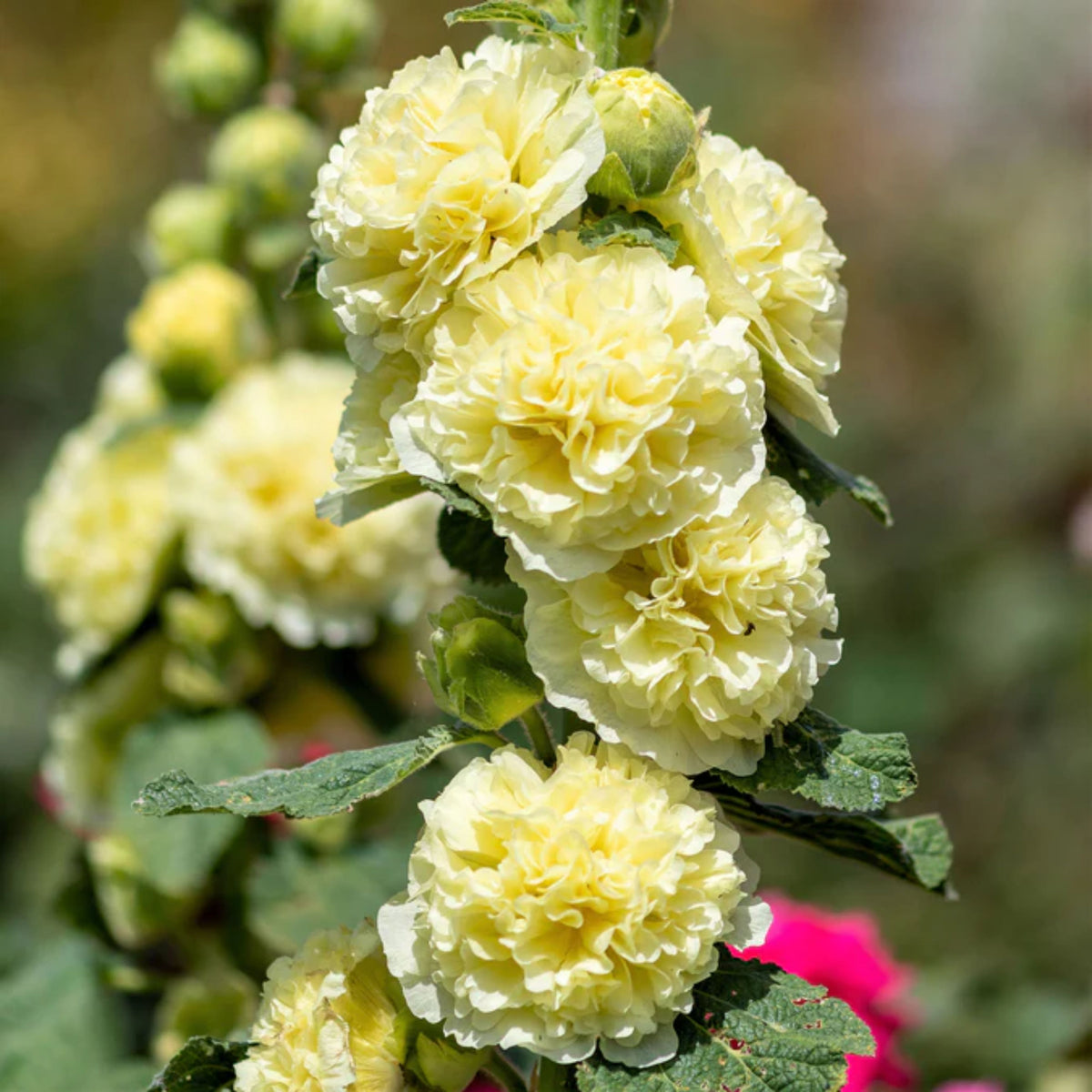 Yellow Banana Hollyhock Seeds - Alcea Rosea Seeds, 20 seeds