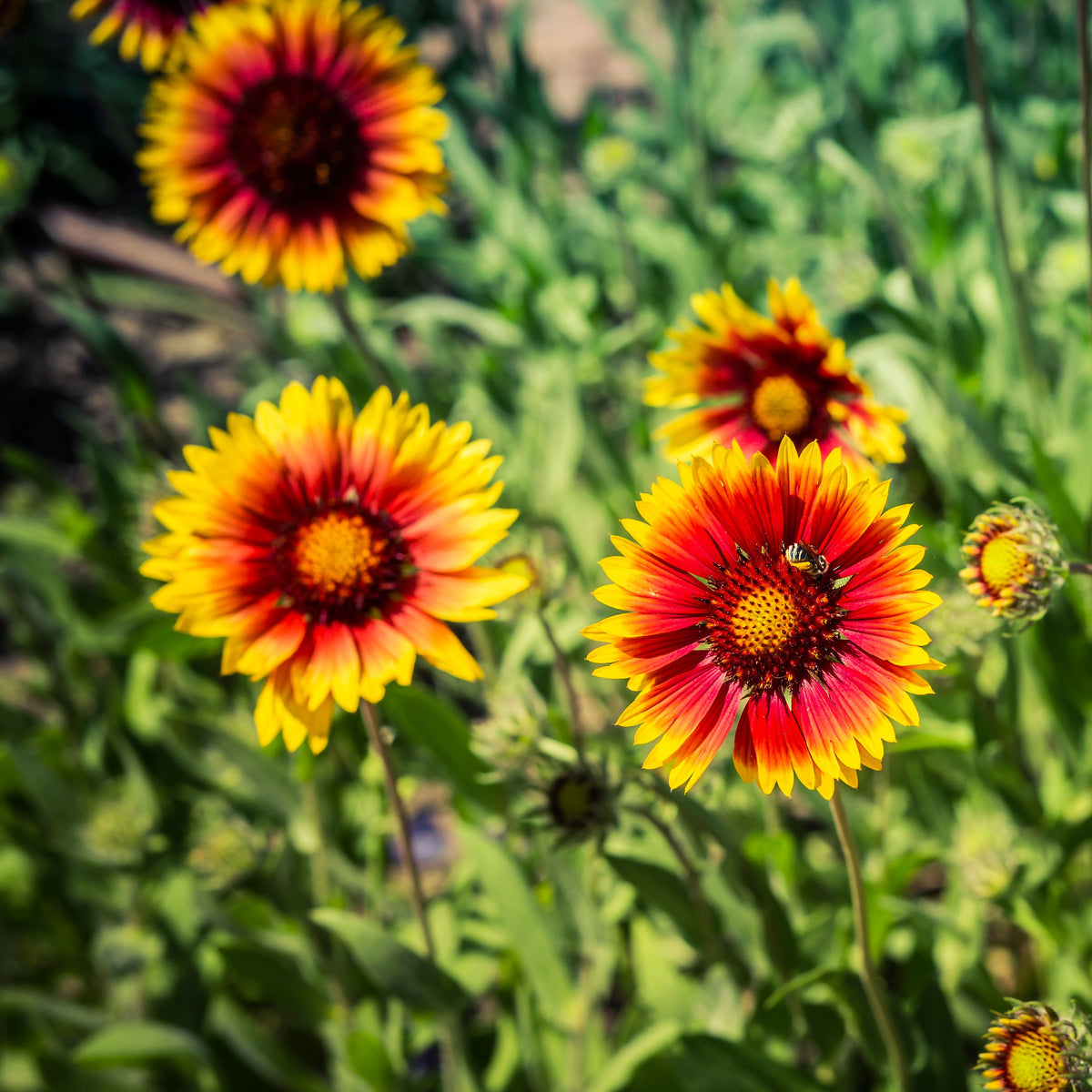 Gaillardia Pulchella 'Indian Blanket Seeds - Blanket Flower, 20 seeds