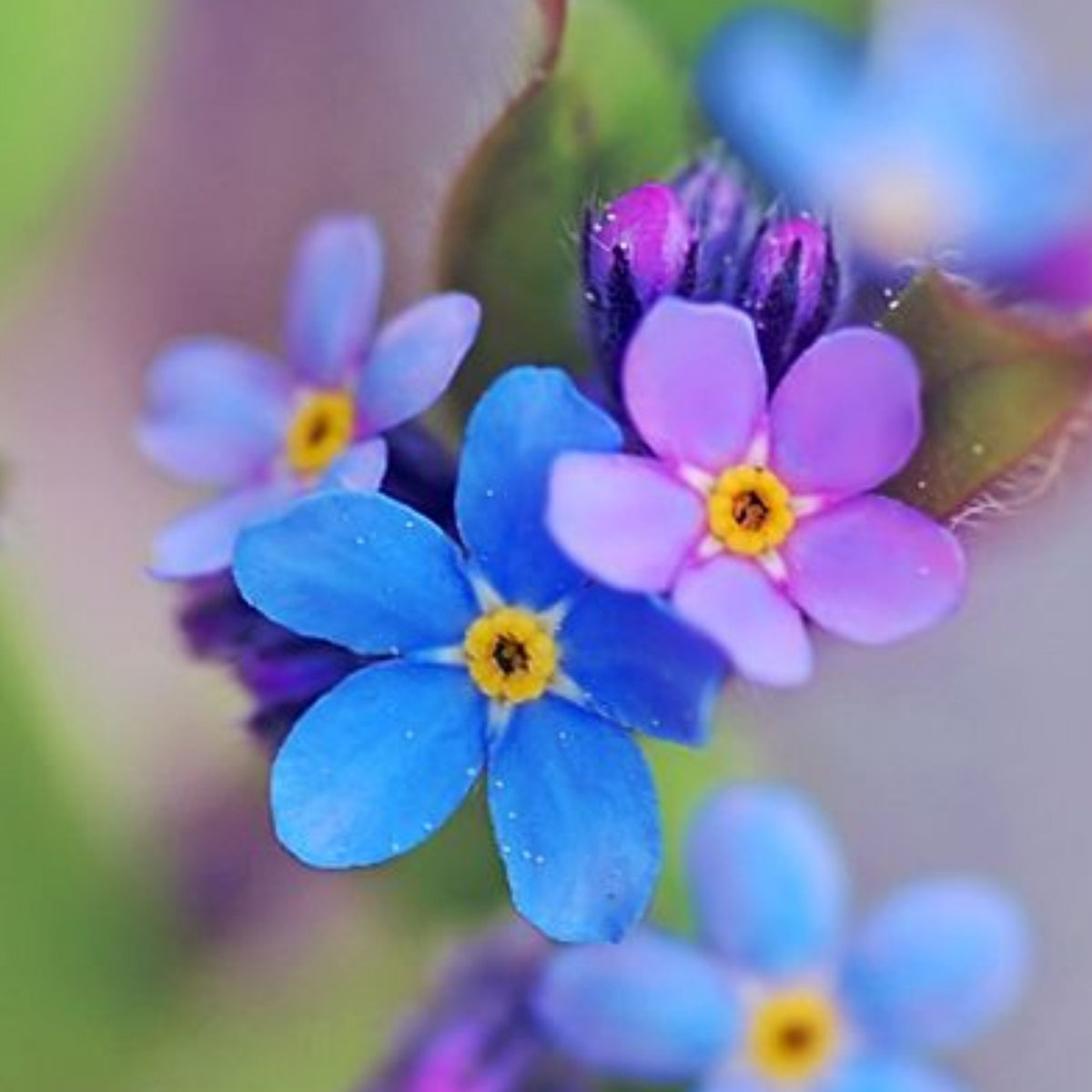 Myosotis Alpestris 'Carmine King' Seeds