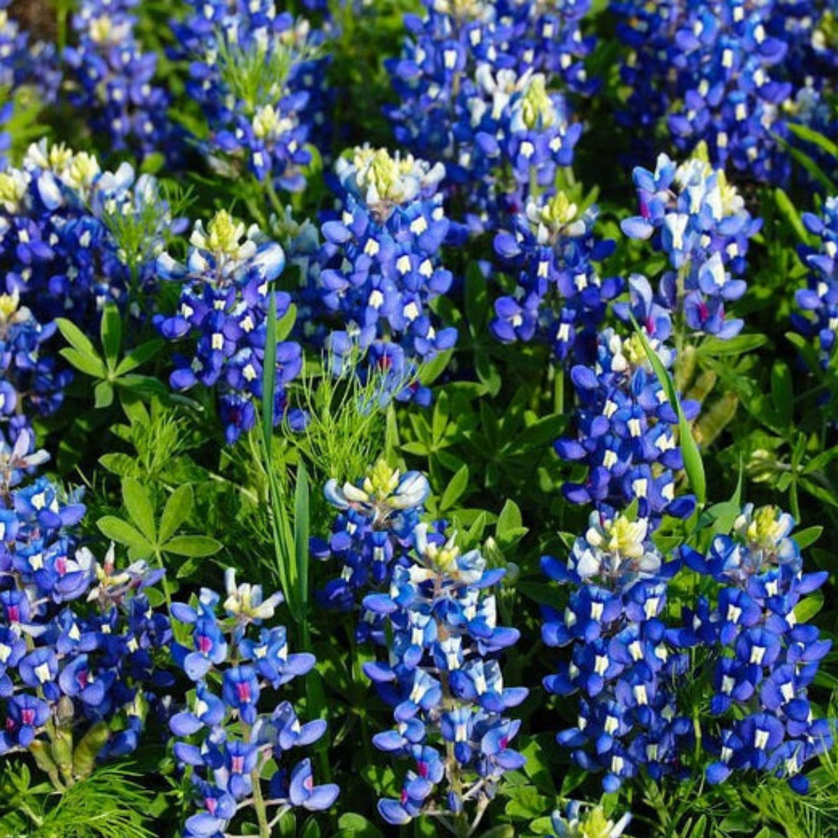Lupinus Texensis (Texas Bluebonnet) Seeds - Lupine Seeds