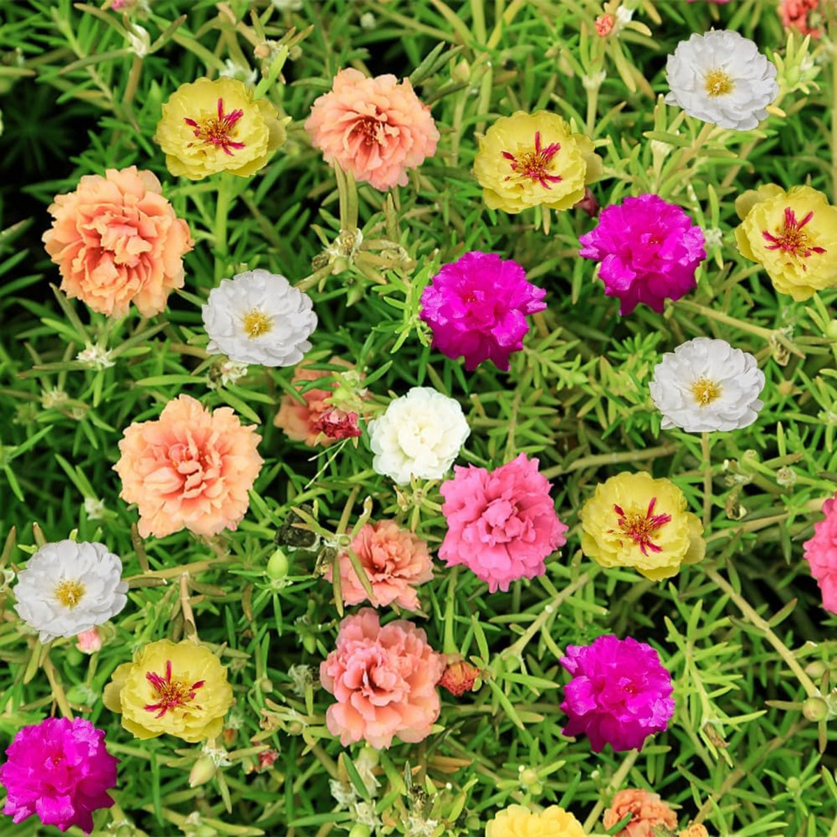 Moss Rose 'Happy Hour' Seeds - Moss Rose Seeds, 30 seeds