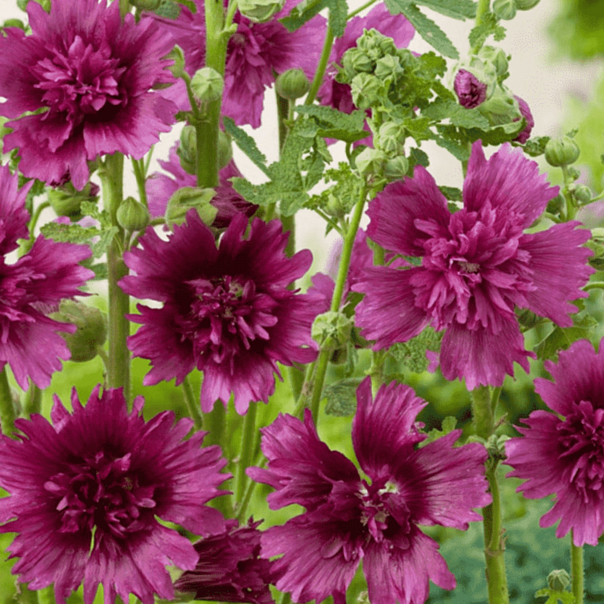 Queeny Purple Hollyhock Seeds - Alcea Rosea Seeds, 20 seeds