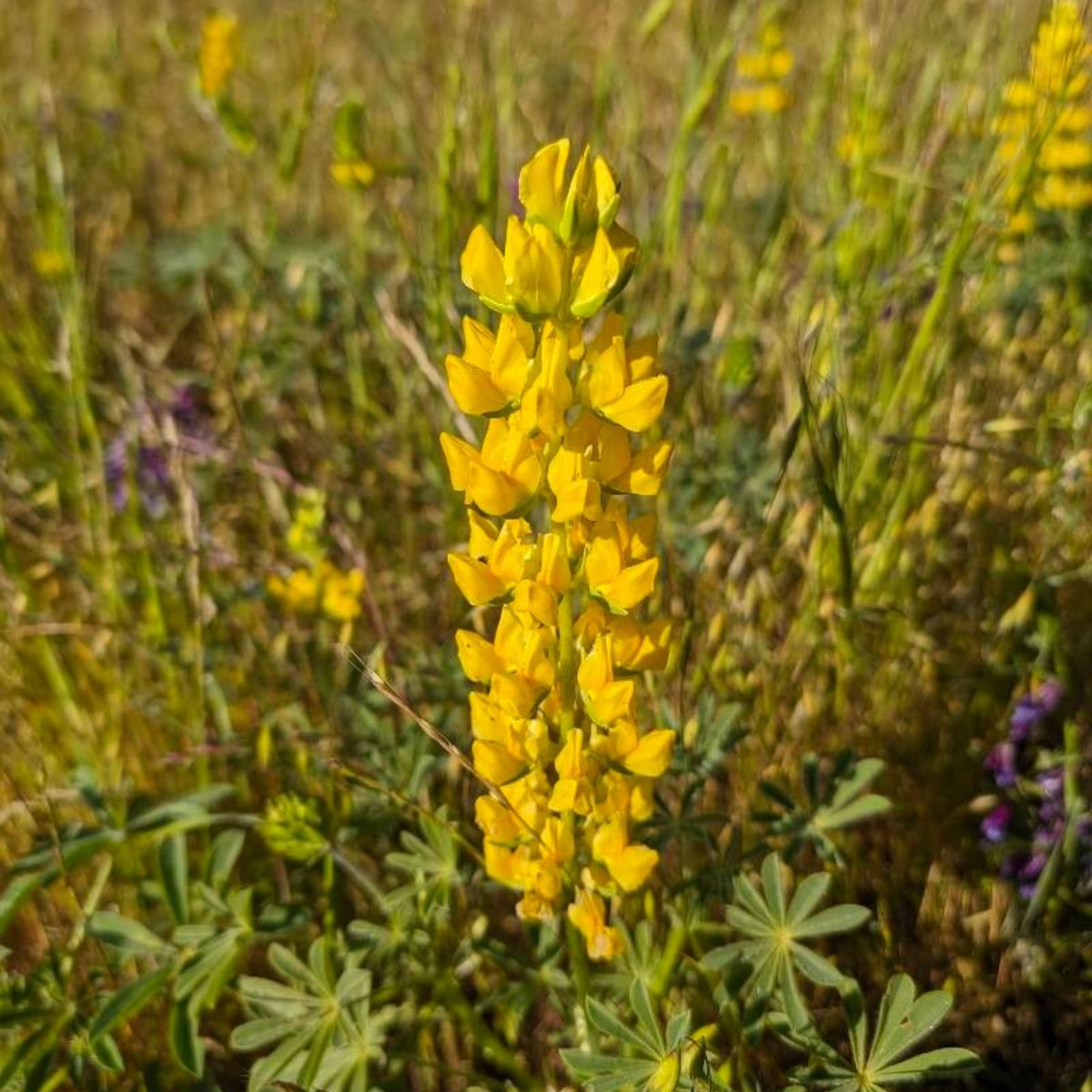 Lupinus Densiflorus (Yellow Golden Lupine) Seeds