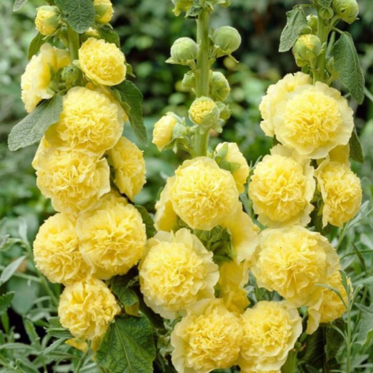 Yellow Banana Hollyhock Seeds - Alcea Rosea Seeds, 20 seeds
