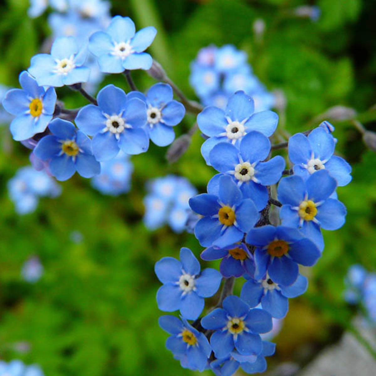 Myosotis Arvensis (Field Forget-Me-Not) Seeds
