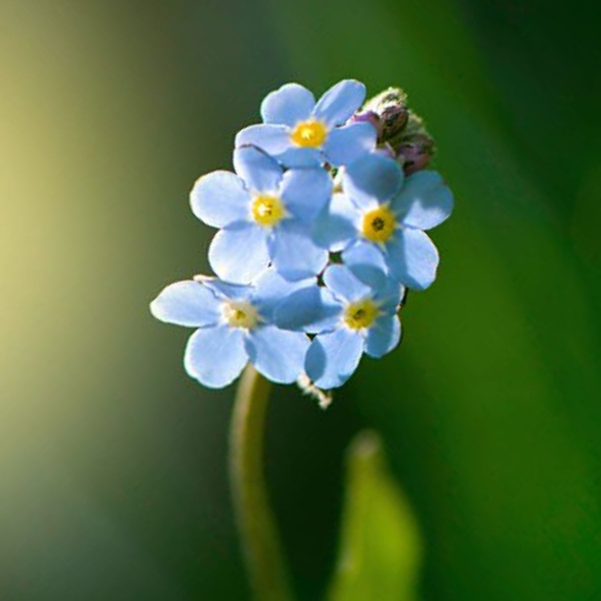 Myosotis Alpestris 'Blue Bouquet' Seeds - Bee Friendly