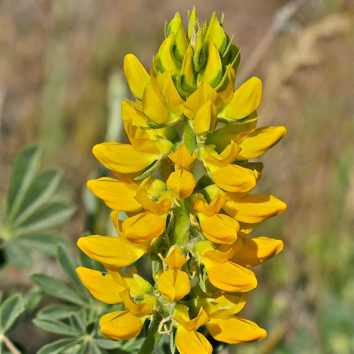 Lupinus Densiflorus (Yellow Or Golden Lupine) Seeds