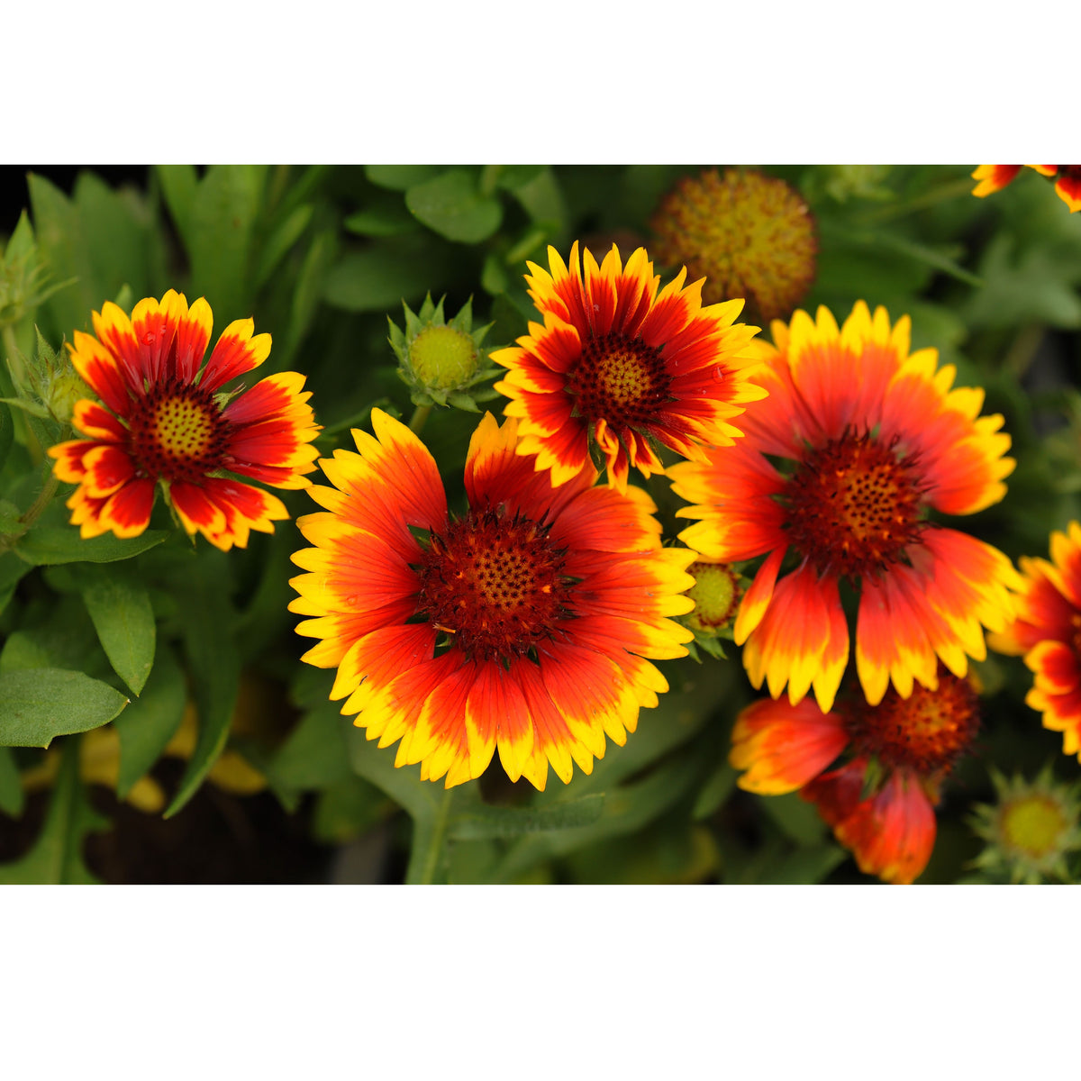 Gaillardia Pulchella 'Indian Blanket Seeds - Blanket Flower, 20 seeds