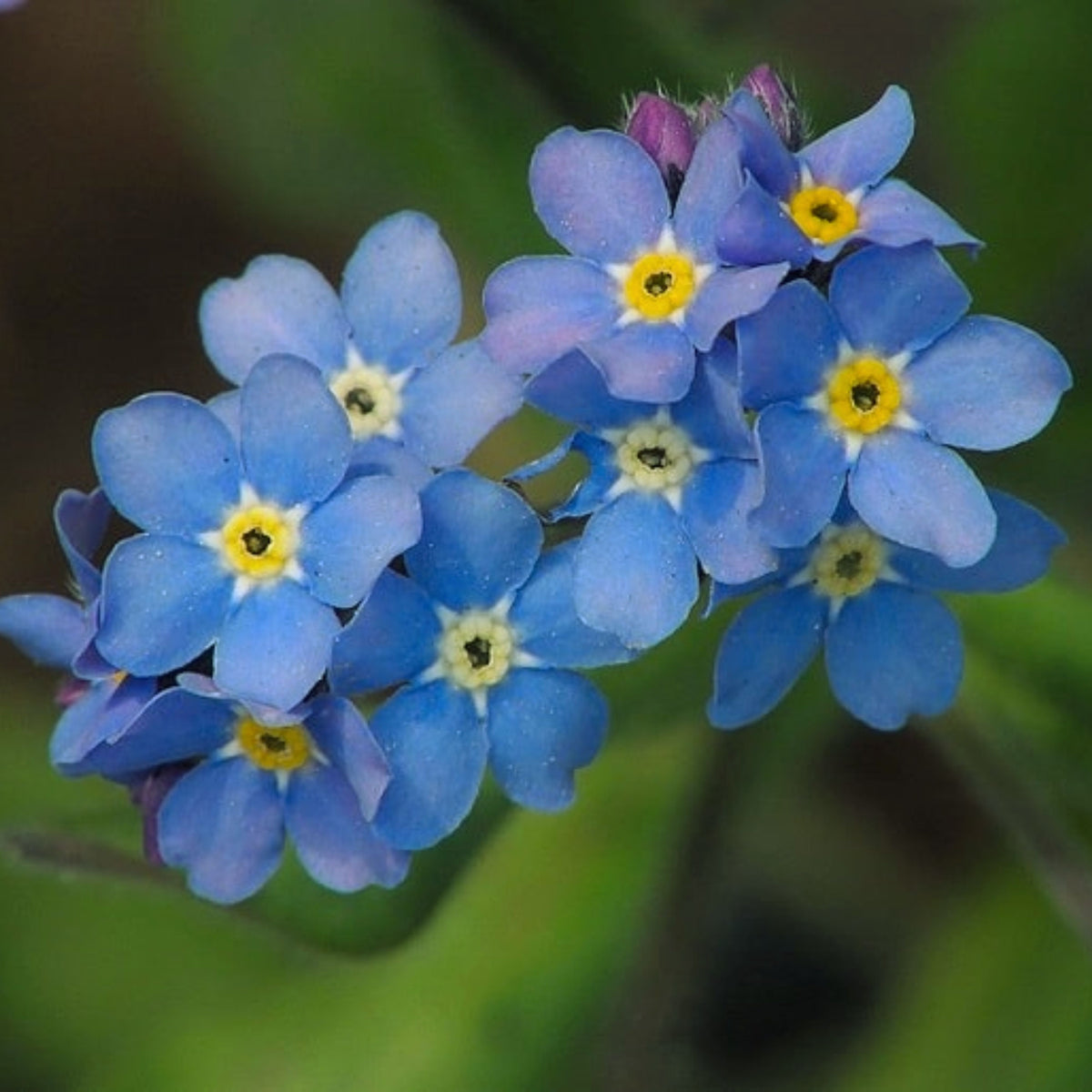 Myosotis Arvensis (Field Forget-Me-Not) Seeds