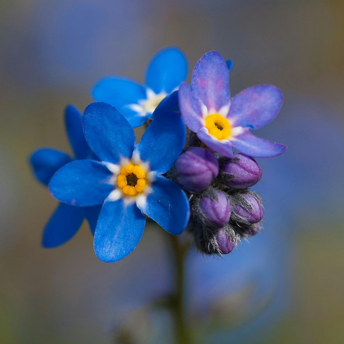 Myosotis Alpestris 'Carmine King' Seeds - Bee Friendly