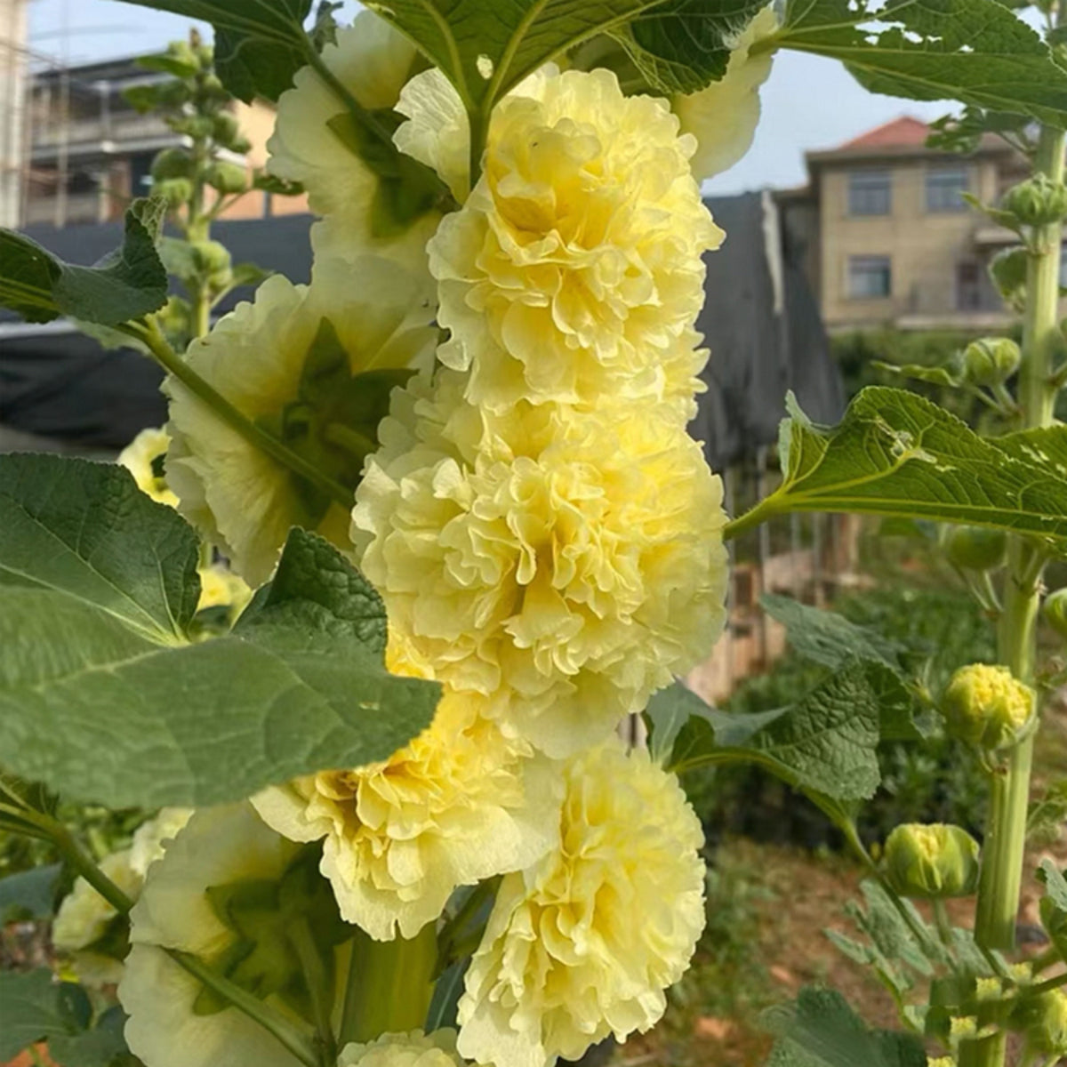 Yellow Banana Hollyhock Seeds - Alcea Rosea Seeds, 20 seeds