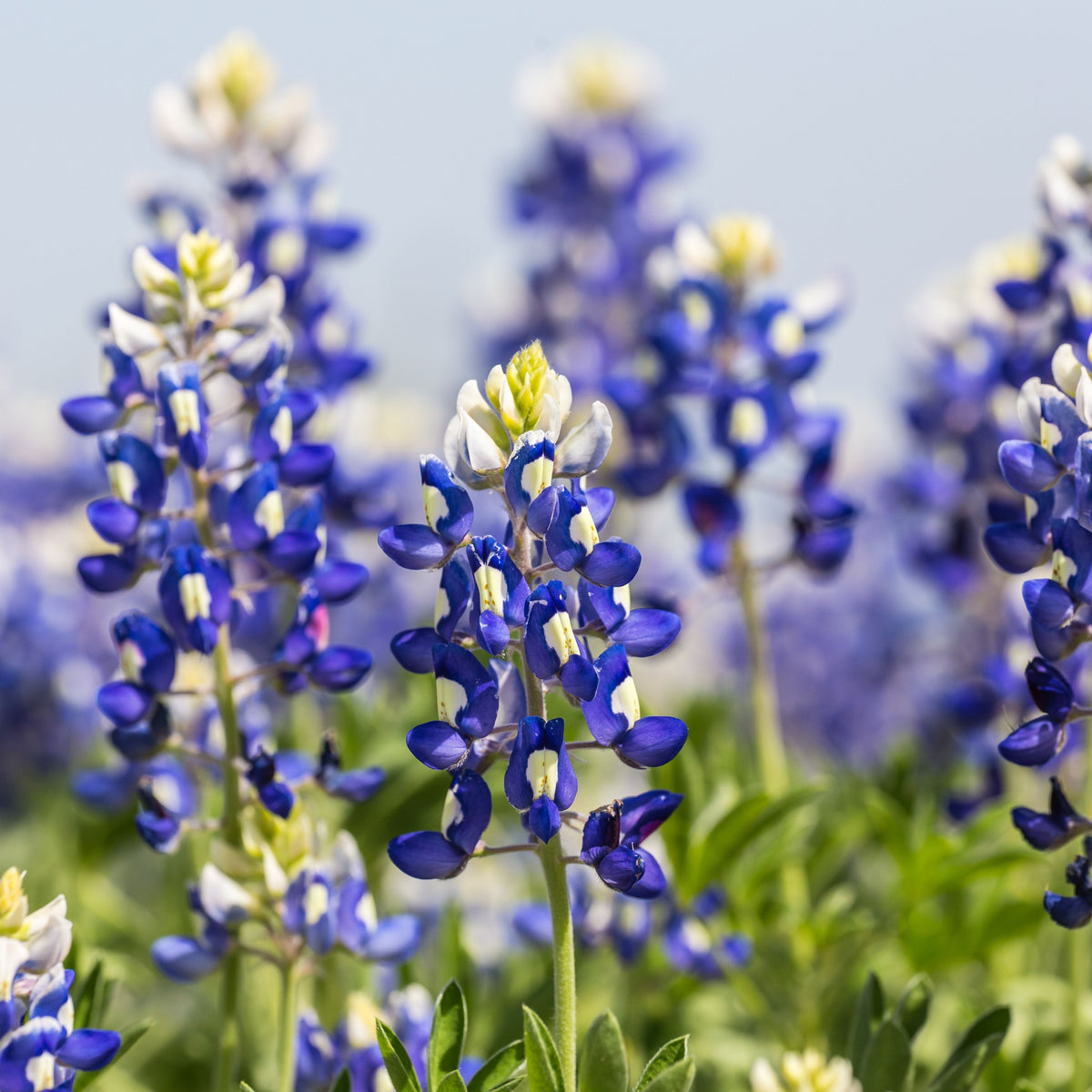 Lupinus Texensis (Texas Bluebonnet) Seeds - Lupine Seeds