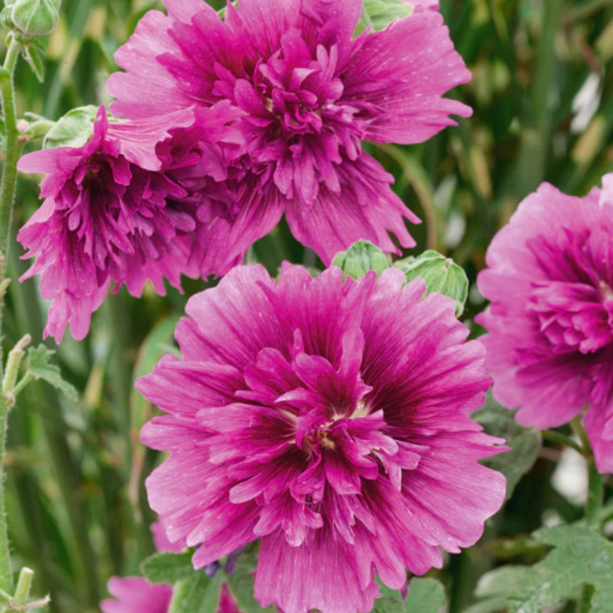 Queeny Purple Hollyhock Seeds - Alcea Rosea Seeds, 20 seeds