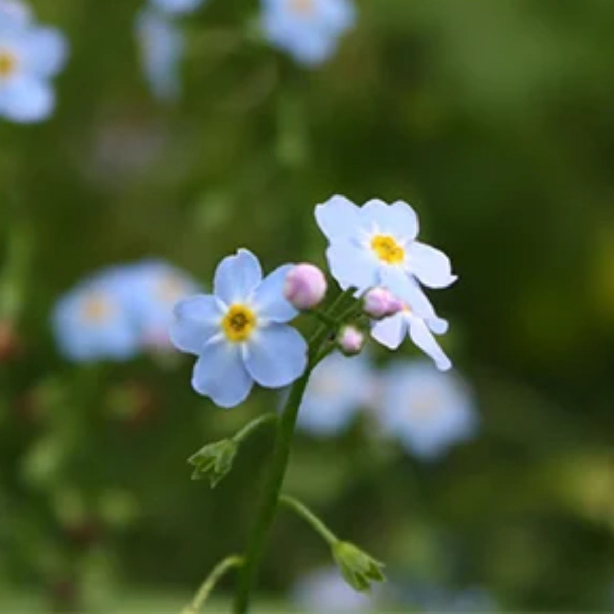 Myosotis Alpestris 'Blue Bouquet' Seeds - Bee Friendly