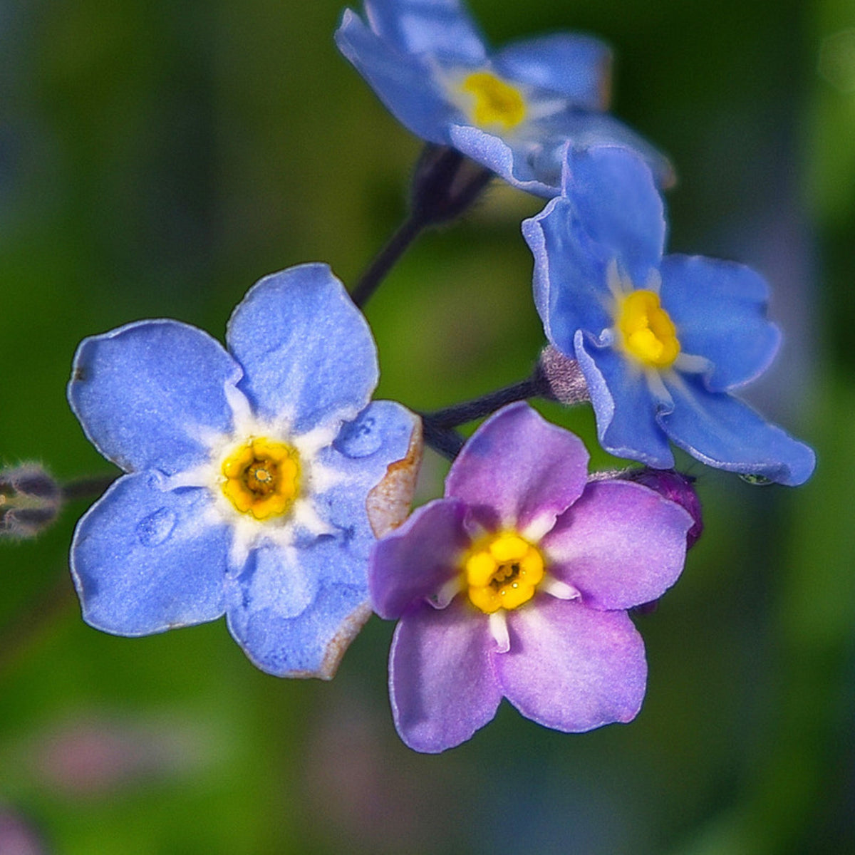 Myosotis Alpestris 'Carmine King' Seeds - Bee Friendly