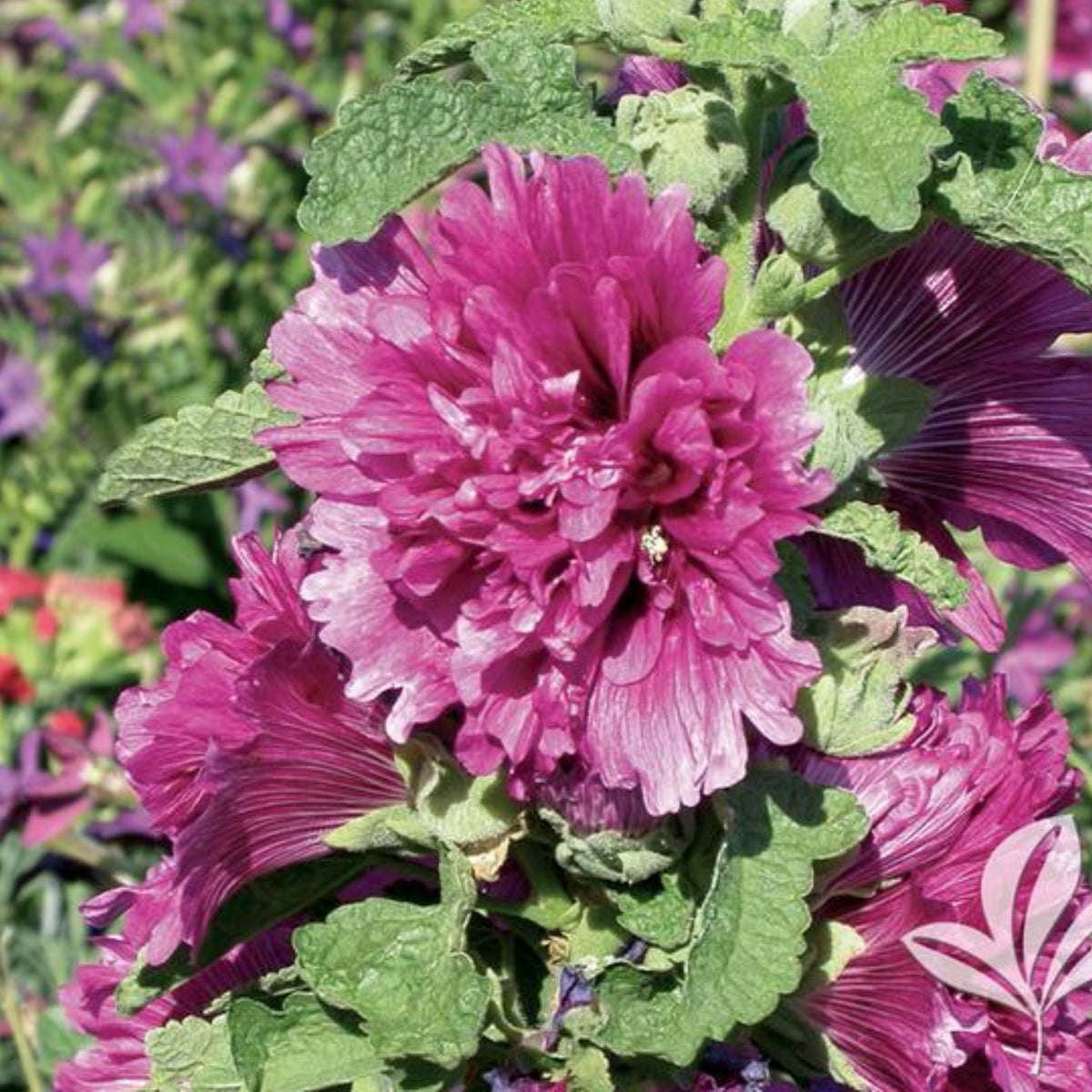 Queeny Purple Hollyhock Seeds - Alcea Rosea Seeds, 20 seeds