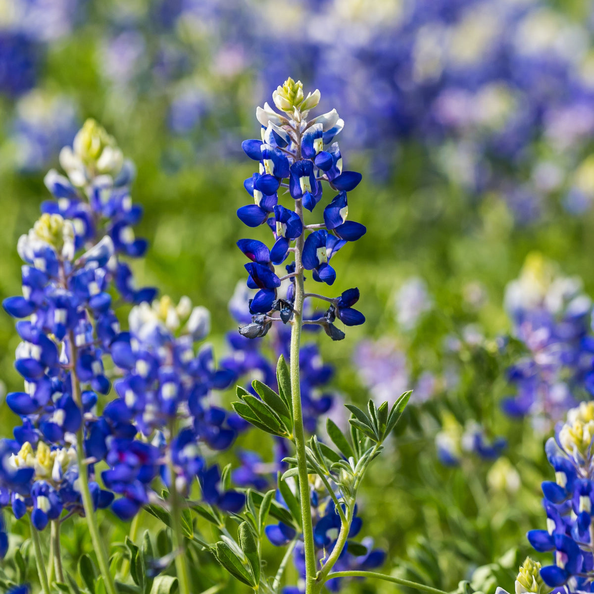 Lupinus Texensis (Texas Bluebonnet) Seeds - Lupine Seeds