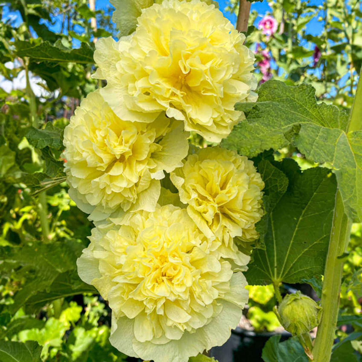 Yellow Banana Hollyhock Seeds - Alcea Rosea Seeds, 20 seeds