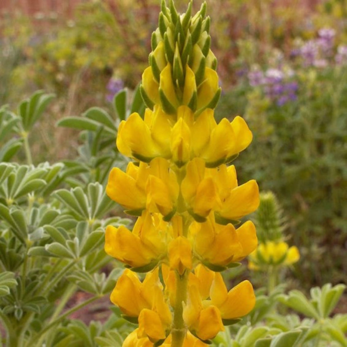 Lupinus Densiflorus (Yellow Golden Lupine) Seeds