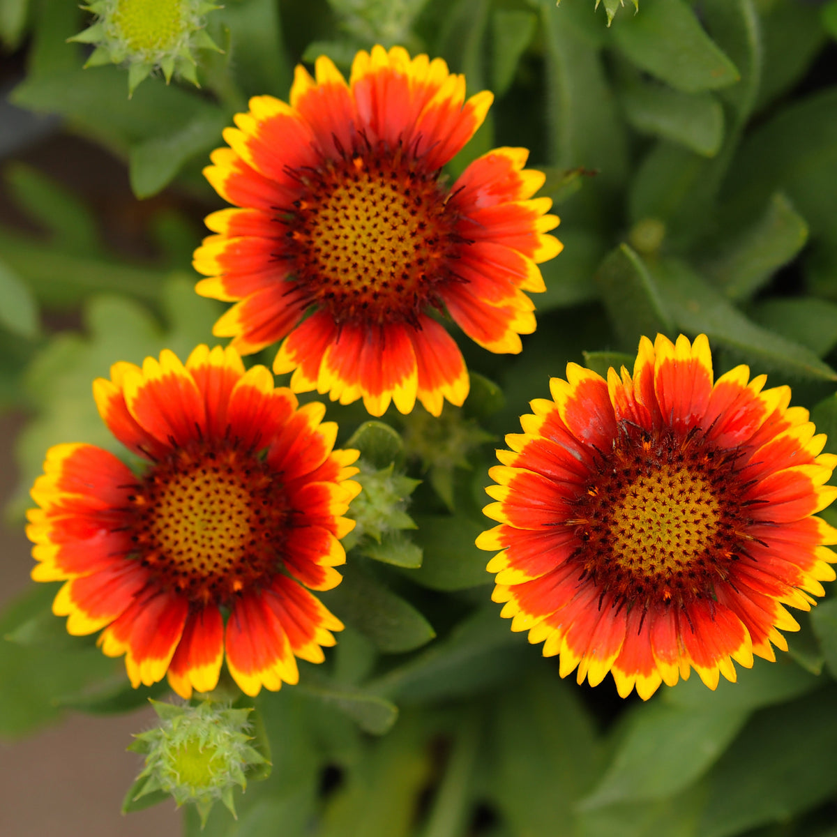 Gaillardia Pulchella 'Indian Blanket Seeds - Blanket Flower, 20 seeds