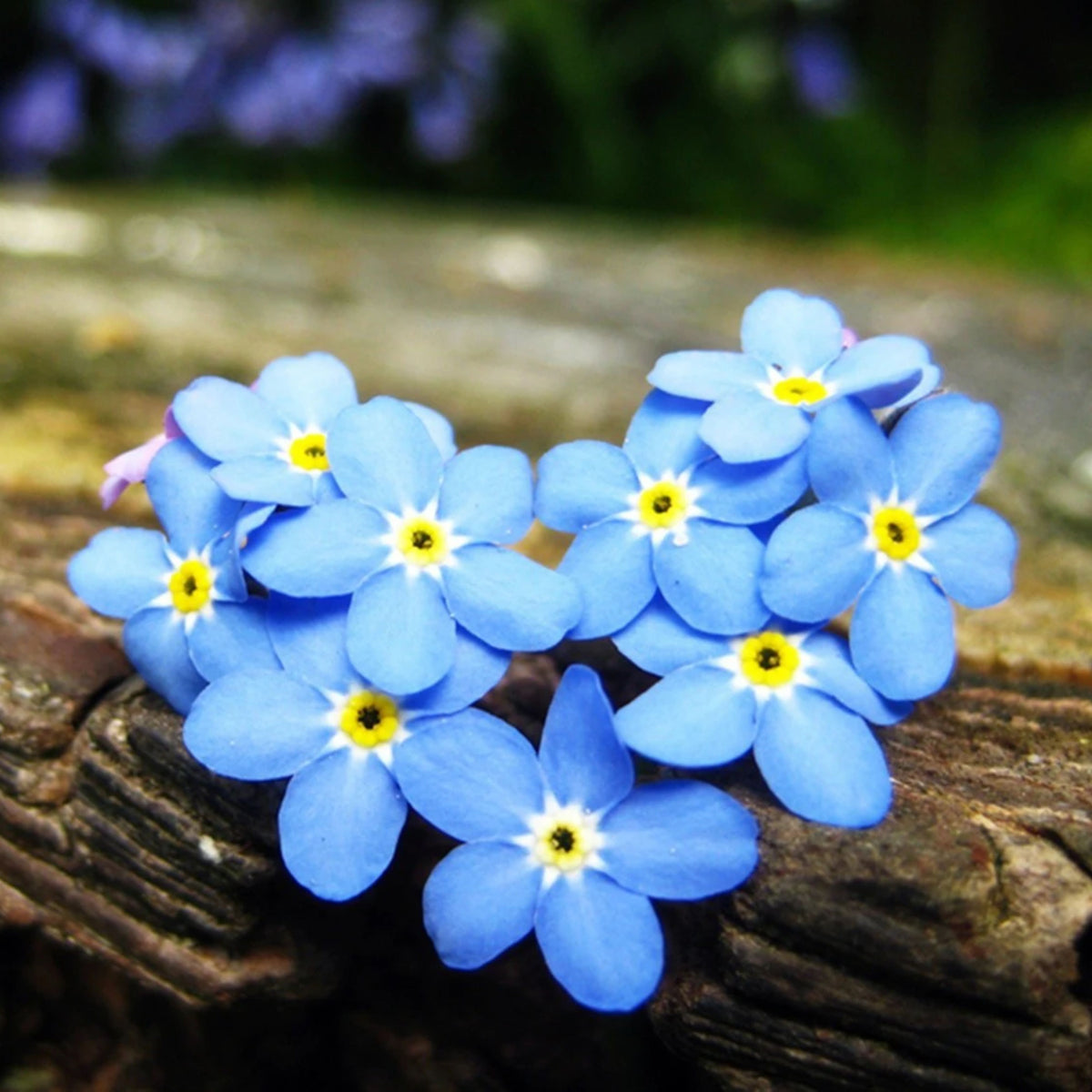 Myosotis Arvensis (Field Forget-Me-Not) Seeds