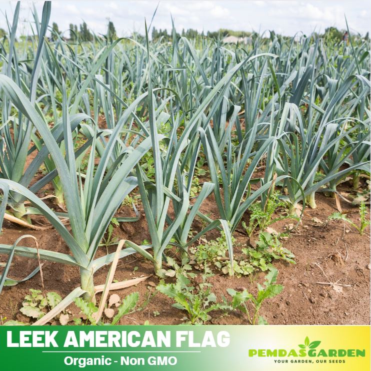 210 Seeds| American Flag Leek Seeds - Giant Musselburgh – Heirloom, Non-GMO, Mild Onion Flavor, Easy to Grow, Long White Stems, Great for Soups, Stews, Roasting, Cool Season Garden Vegetable#7016