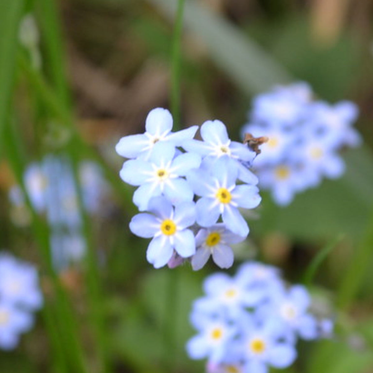 Myosotis Alpestris 'Blue Bouquet' Seeds - Bee Friendly