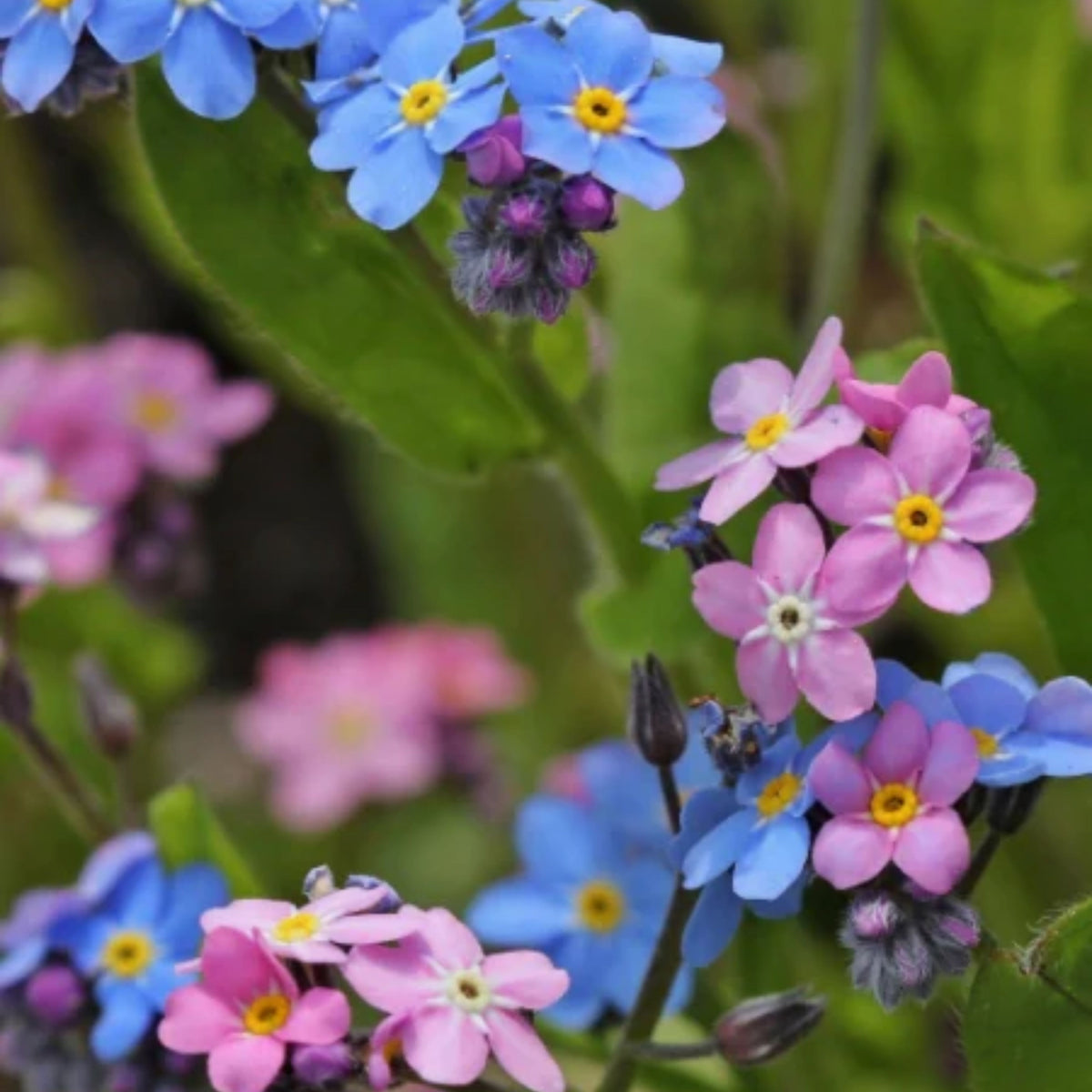 Myosotis Alpestris 'Carmine King' Seeds - Bee Friendly