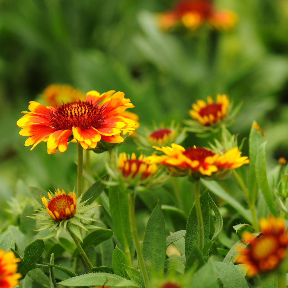 Gaillardia Pulchella 'Indian Blanket Seeds - Blanket Flower, 20 seeds