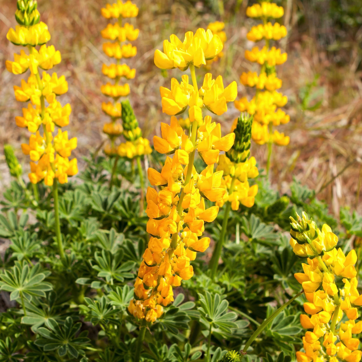 Lupinus Densiflorus (Yellow Or Golden Lupine) Seeds