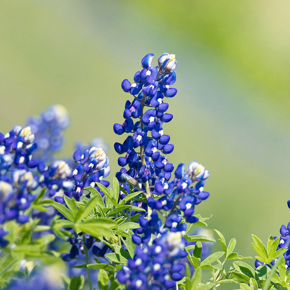 Lupinus Texensis (Texas Bluebonnet) Seeds - Lupine Seeds
