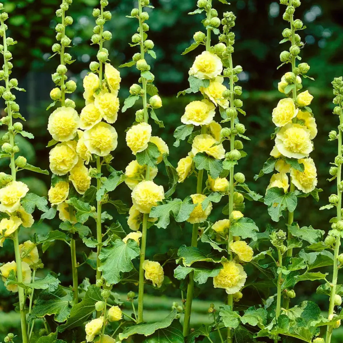 Yellow Banana Hollyhock Seeds - Alcea Rosea Seeds, 20 seeds