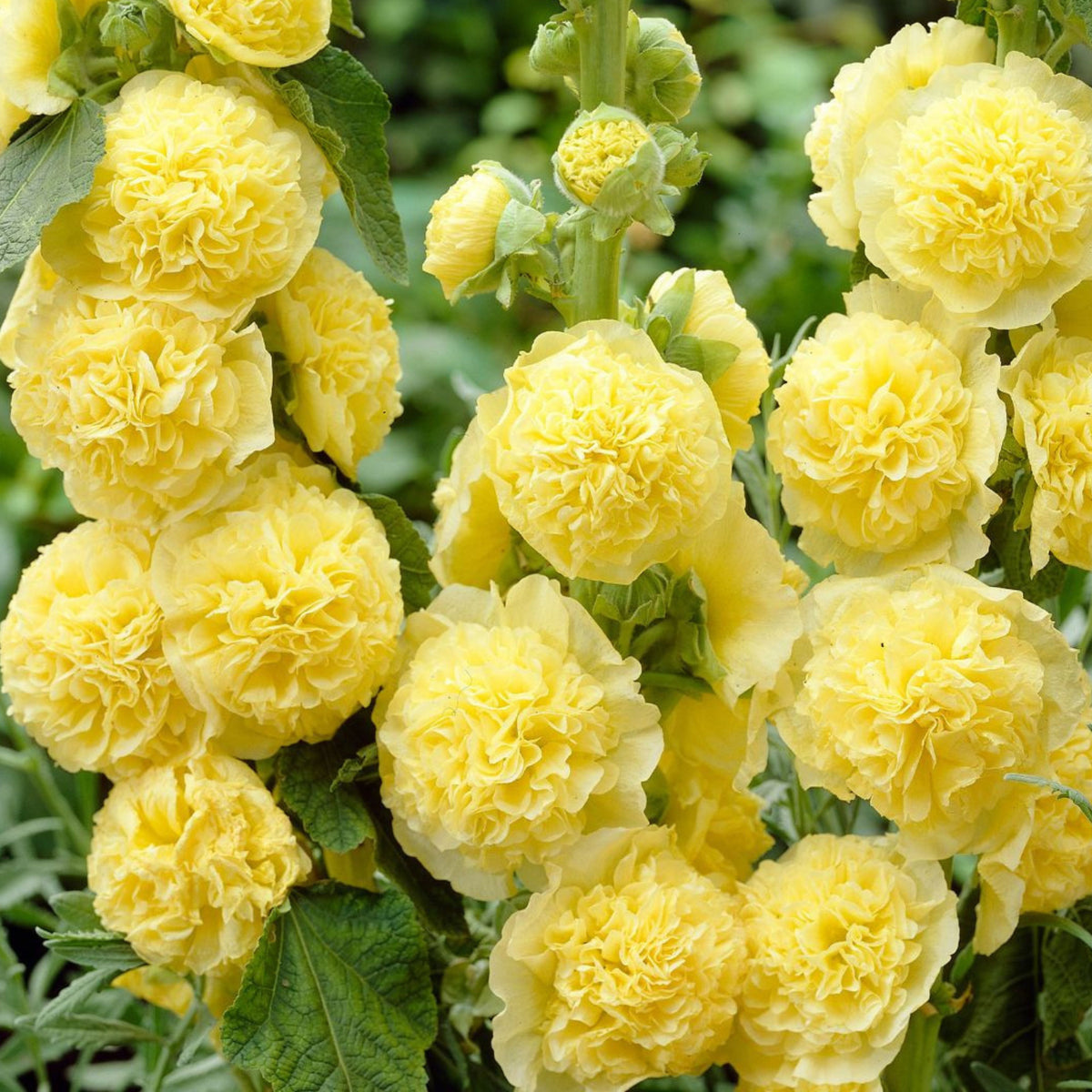 Yellow Banana Hollyhock Seeds - Alcea Rosea Seeds, 20 seeds