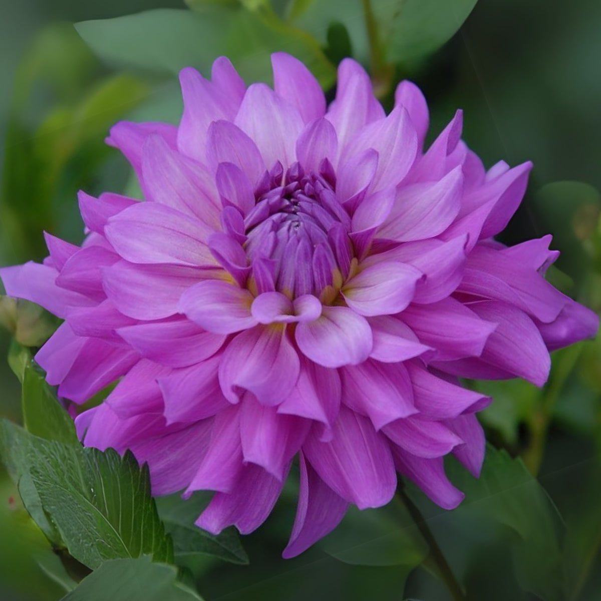 40+ Rare Seeds - Bluetiful Dahlia Seeds, Container