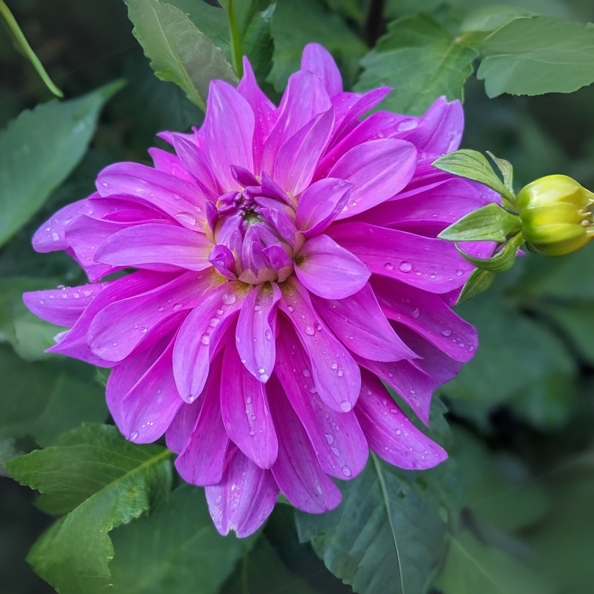 40+ Rare Seeds - Bluetiful Dahlia Seeds, Container