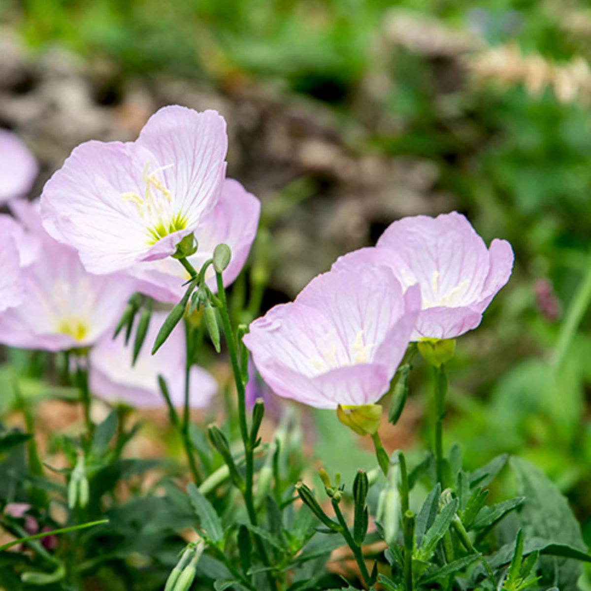 Oenothera Speciosa ‘Siskiyou’ (Evening Primrose) Seeds, 30 seeds