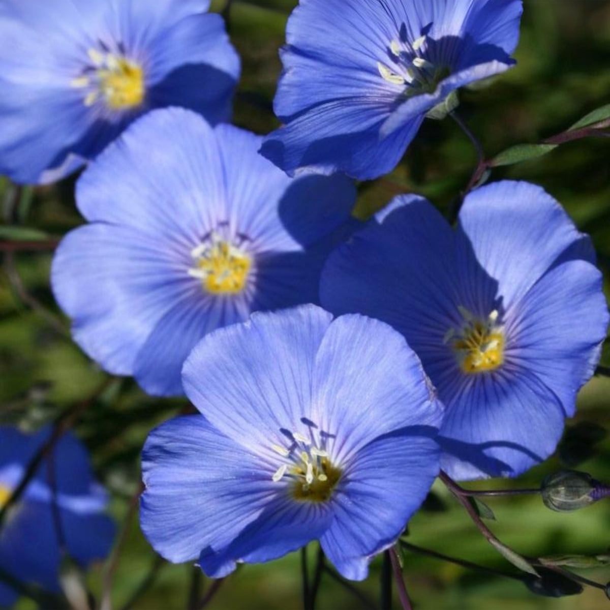 Common Flax, Linum Usitatissimum Seeds, 30 seeds