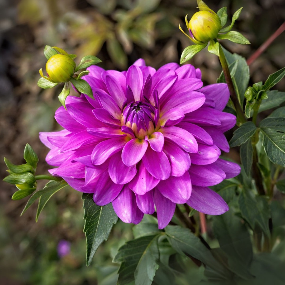 40+ Rare Seeds - Bluetiful Dahlia Seeds, Container