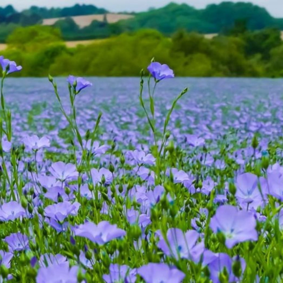 Bright Eyes Flax Seeds - Linum Grandiflorum, 30 seeds