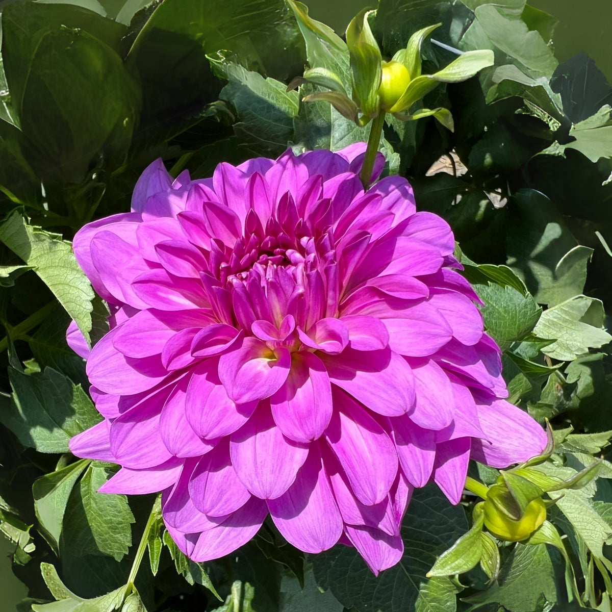 40+ Rare Seeds - Bluetiful Dahlia Seeds, Container