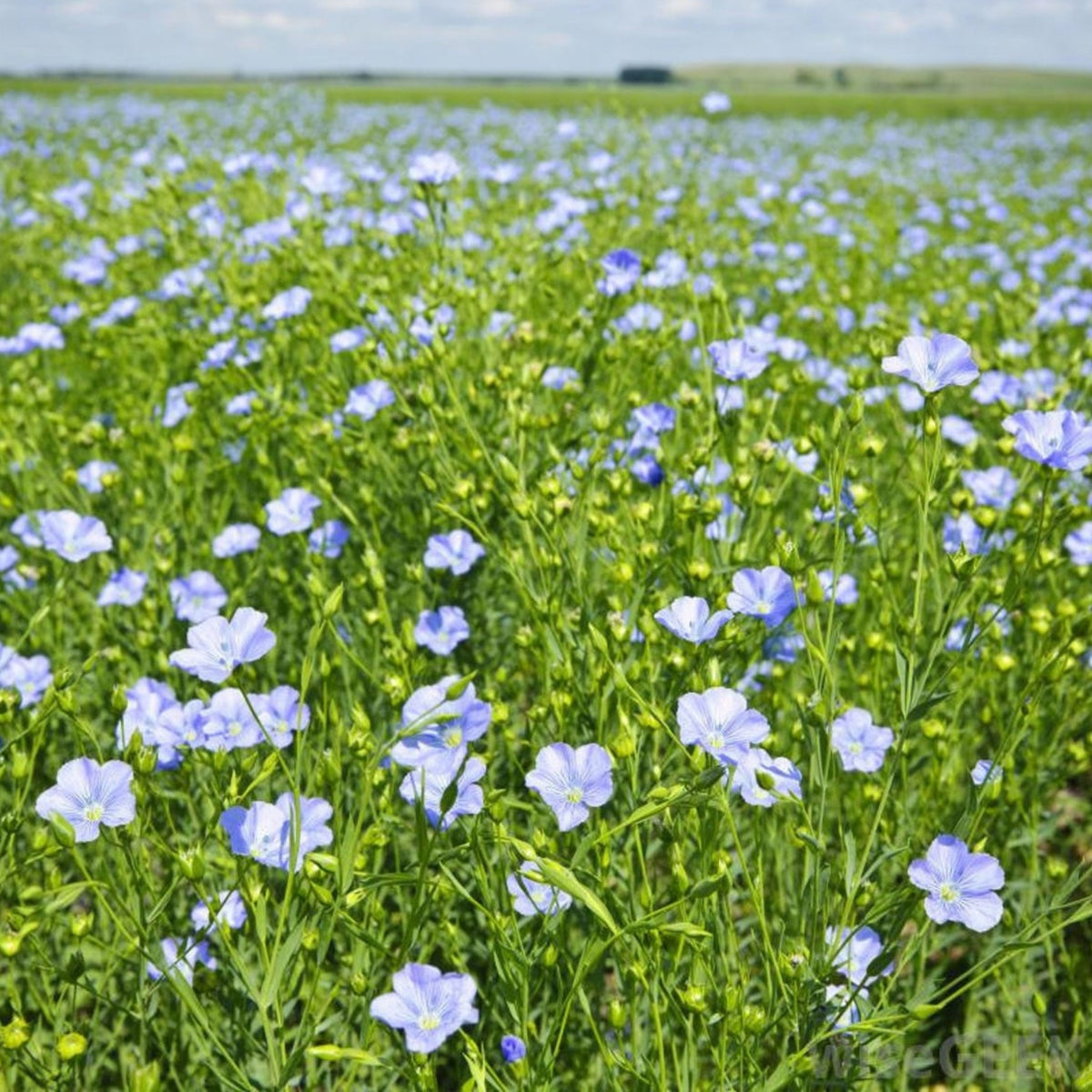 Common Flax, Linum Usitatissimum Seeds, 30 seeds